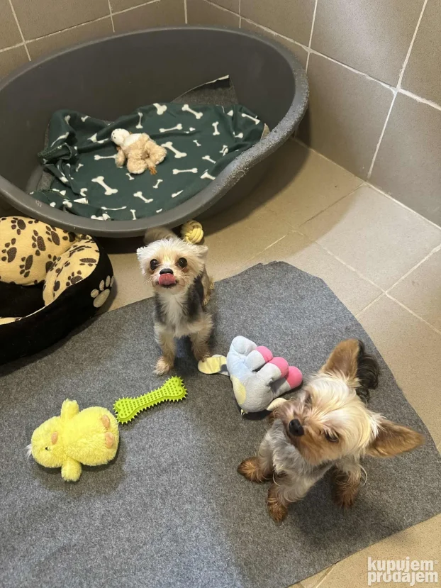 Unutrasnji pansion za pse