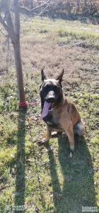 Belgijski ovcar malino NA POKLON