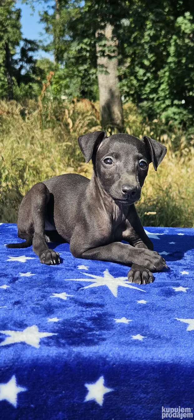 Mali Italijanski Hrt