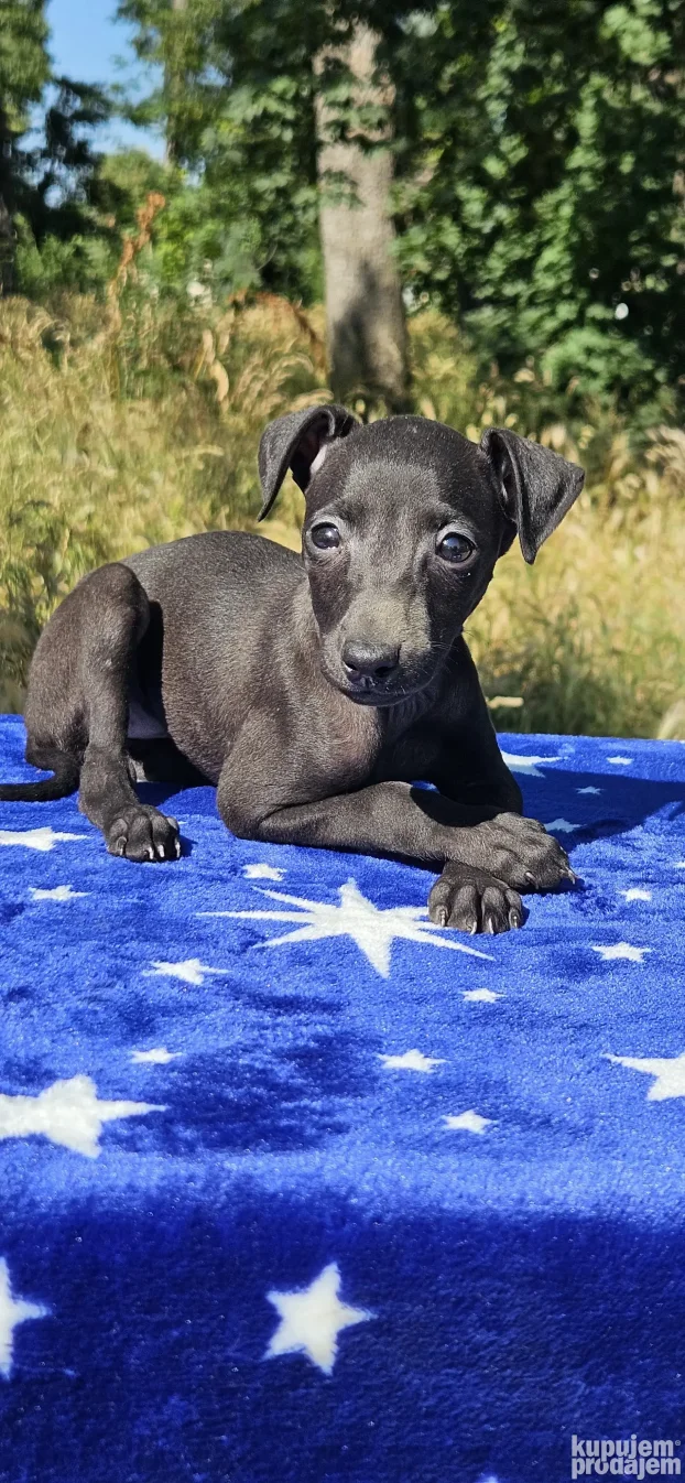 Mali Italijanski Hrt