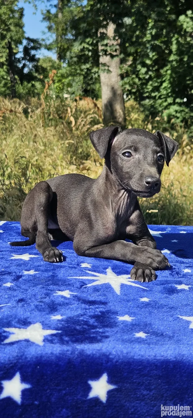 Mali Italijanski Hrt