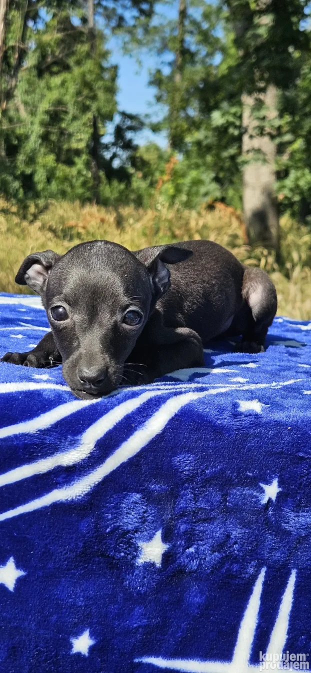 Mali Italijanski Hrt