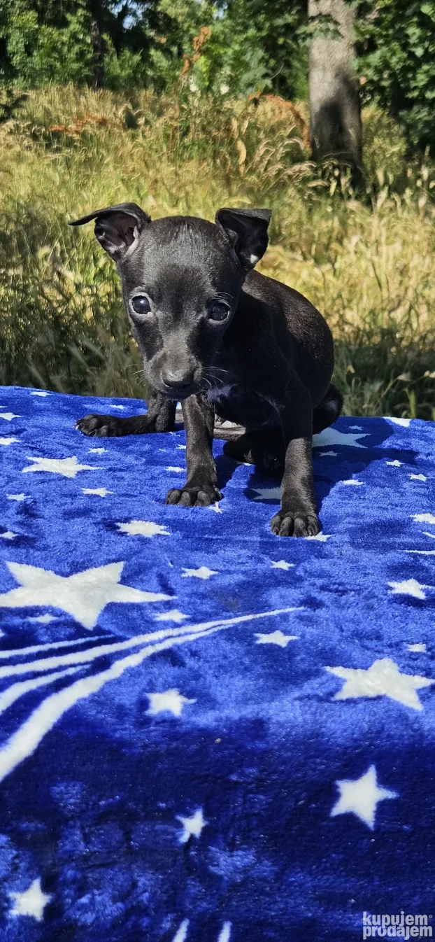 Mali Italijanski Hrt