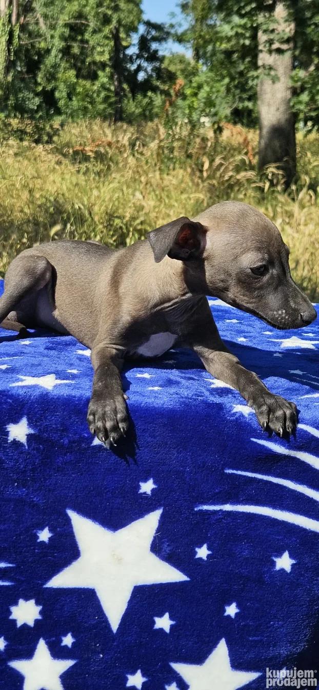 Mali Italijanski Hrt