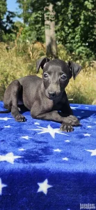 Mali Italijanski Hrt