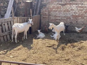 Jarici i koze burske i ukrstene