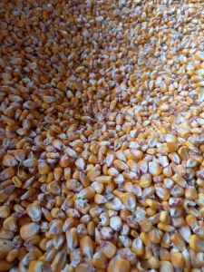 Dzakiran kukuruz rod 2024