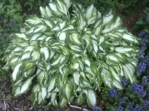 Hosta undulata - sarenolisna