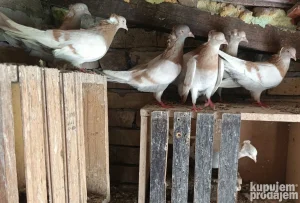 Golubove menjam za fazane, paunove ,papagaje