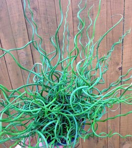 JUNCUS SPIRALIS,spiralna ukrasna trava