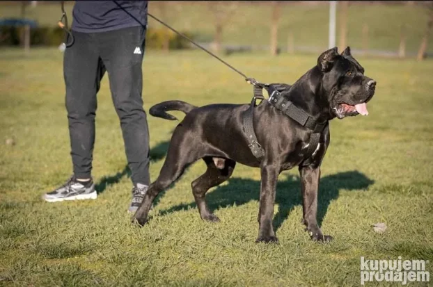 Cane Corso - Kane Korso