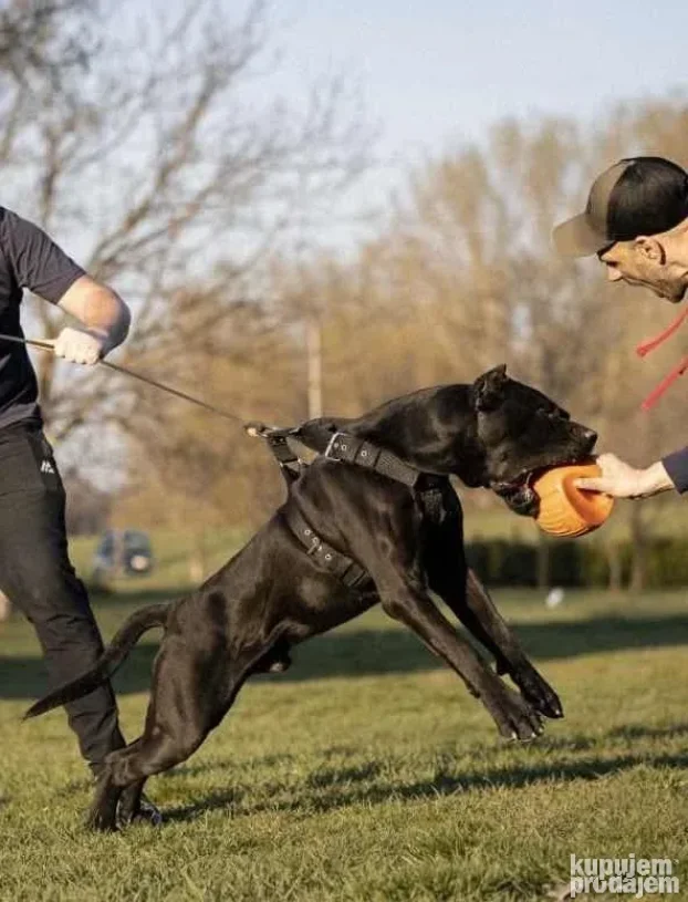 Cane Corso - Kane Korso