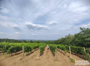 Vršac, Gudurica, 59 ar