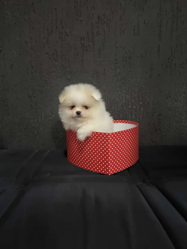 Pomeranac Boo