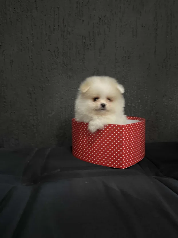 Pomeranac Boo