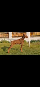 Doberman slobodan za parenje