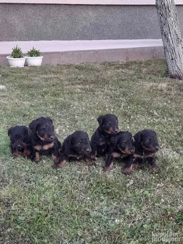 Štenci nemačkih lovnih terijera(NLT)