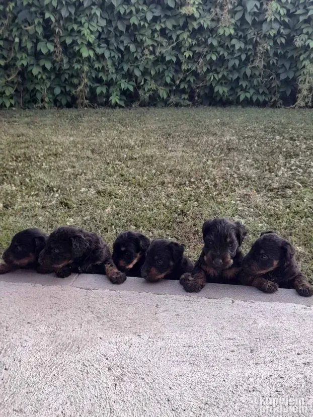 Štenci nemačkih lovnih terijera(NLT)