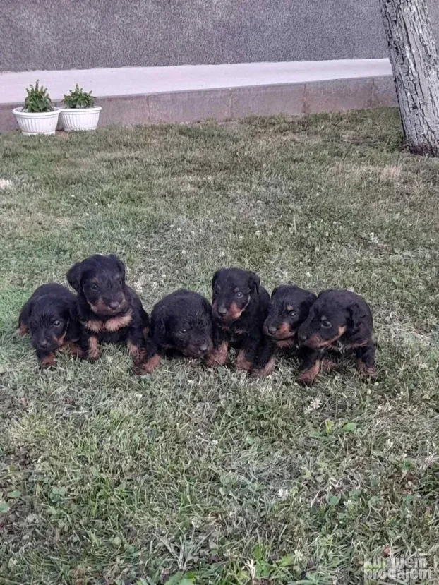Štenci nemačkih lovnih terijera(NLT)