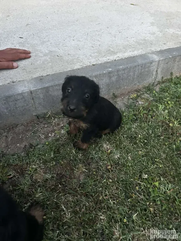 Štenci nemačkih lovnih terijera(NLT)
