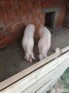 Na prodaju dve nazimice za priplod