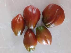 Cuban Pepper (tamni, krupni pelat paradajz)-seme