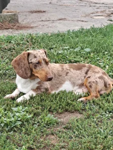 Dva kvalitetna muzjaka za parenje na Klisi