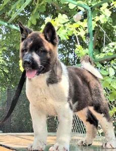 Americka akita TOP štenci