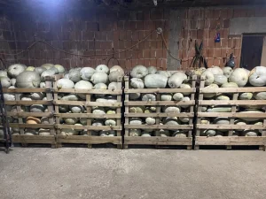 Duleci veca kolicina povoljno