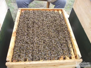 LR Drustva pre bagrema u aprilu na 10 ramova 120e