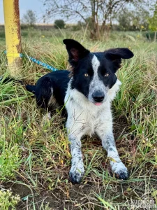 Border collie/ Border koli štene