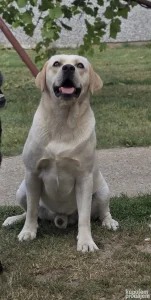 Žuti Labrador retriver slobodan za parenje