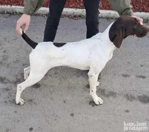 nemacki krakodlaki pticar