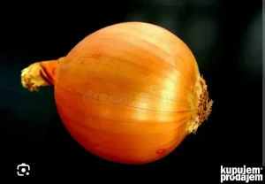 Crni luk PRODAJEM na veliko