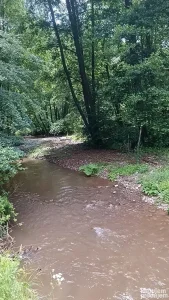 Pirot, Vlasi, 18 ar