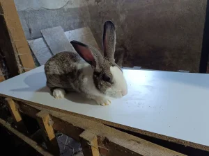 Francuski hycole kunici