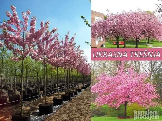 Japanska tresnja