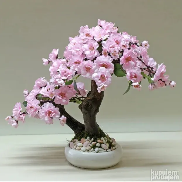 Japanska tresnja