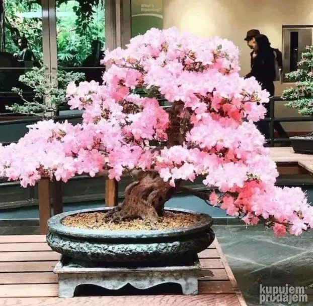 Japanska tresnja