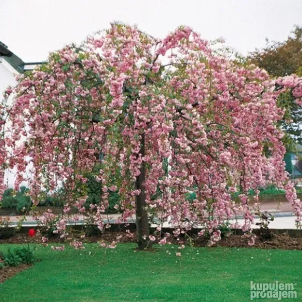 Japanska tresnja