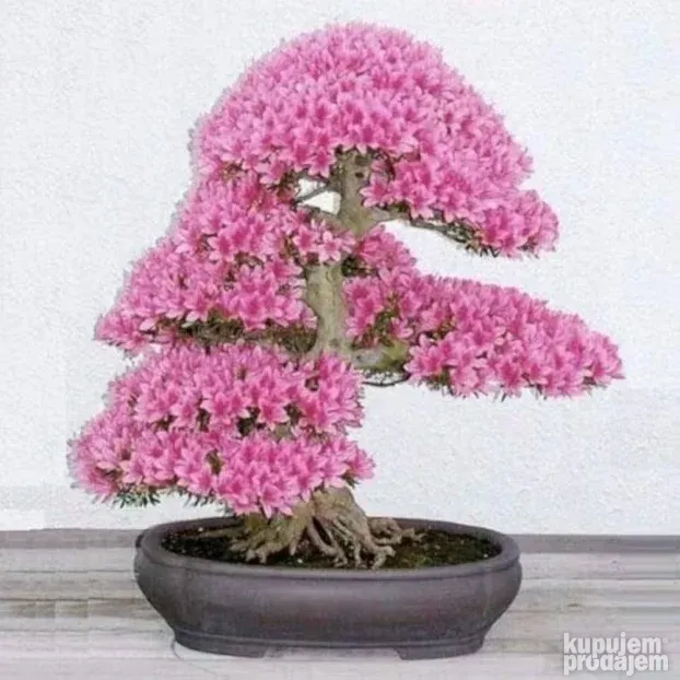 Japanska tresnja