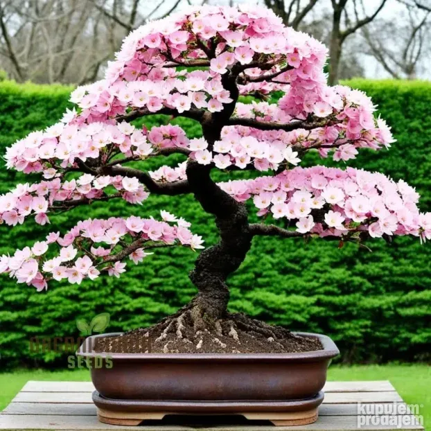 Japanska tresnja