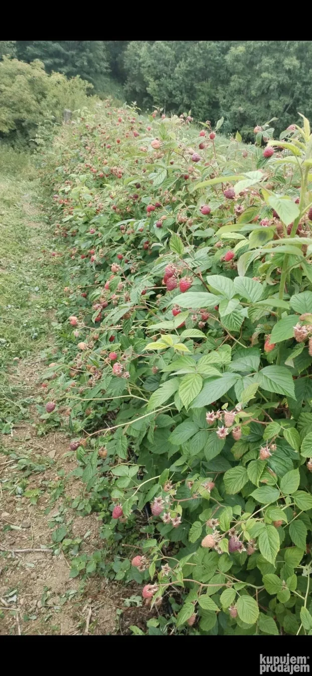 Sadnice maline vilamet