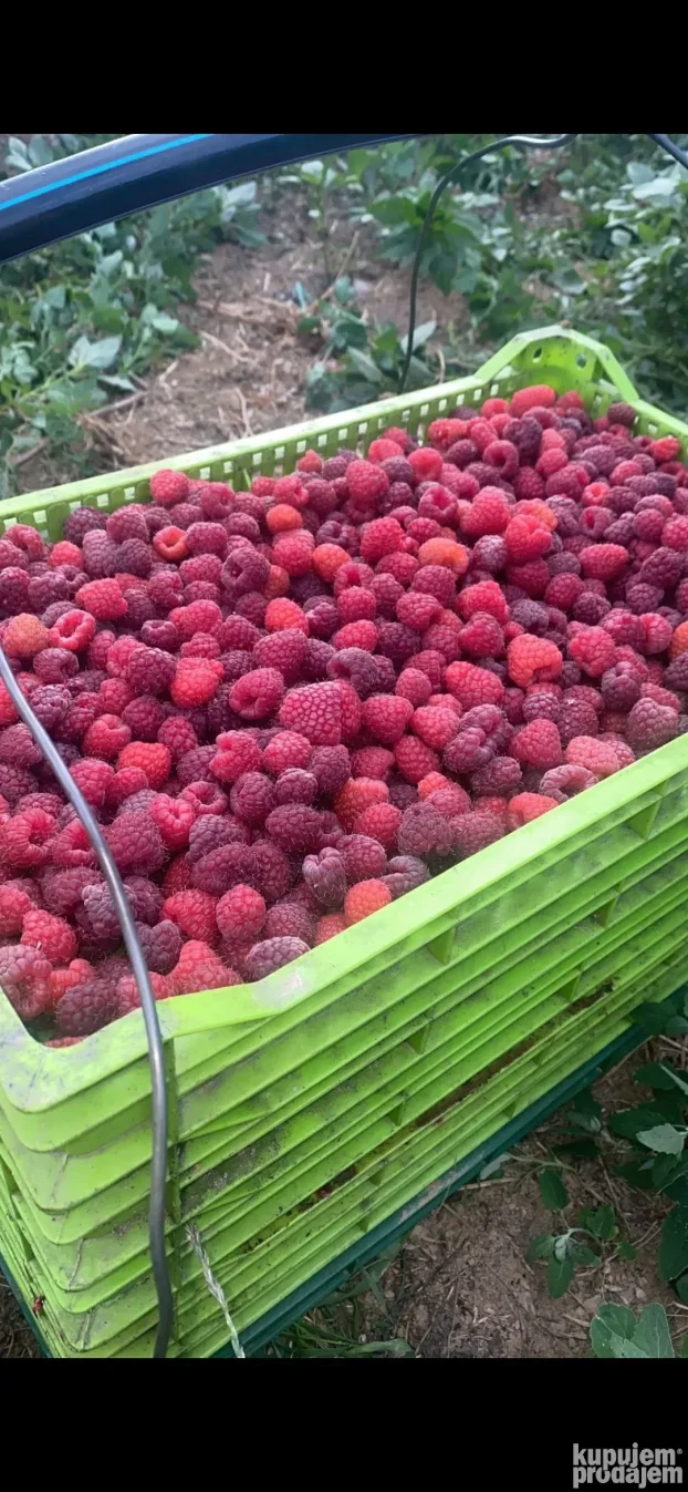 Sadnice maline vilamet