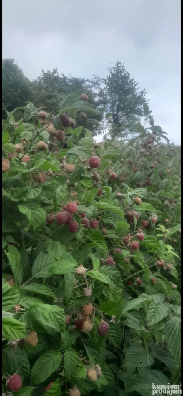 Sadnice maline vilamet