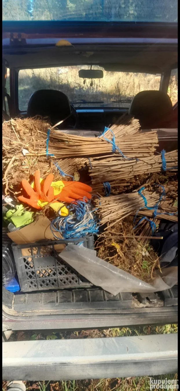 Sadnice maline vilamet