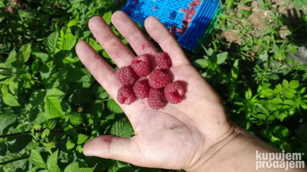 Sadnice maline vilamet