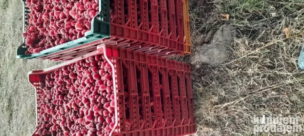 Sadnice maline vilamet