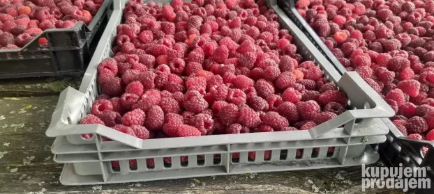 Sadnice maline vilamet