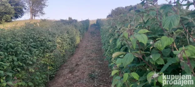 Sadnice maline vilamet